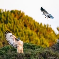 birds - 850_8627.jpg