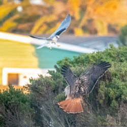 birds - 850_8647.jpg