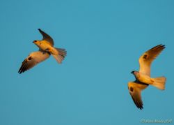 birds - 850_9338.jpg
