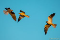birds - 850_9339.jpg