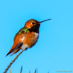 birds - 851_3527.jpg