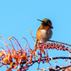 birds - 851_3555.jpg