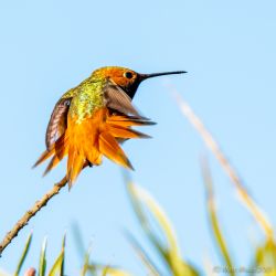 birds - 851_3563.jpg