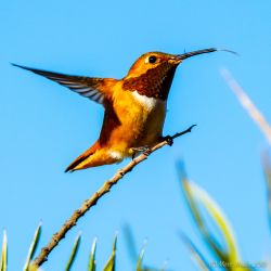 birds - 851_3590.jpg