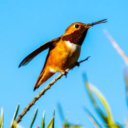 birds - 851_3591.jpg