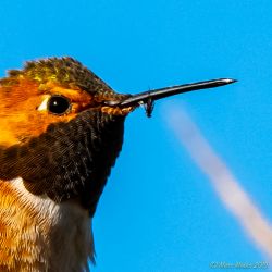 birds - 851_3594.jpg