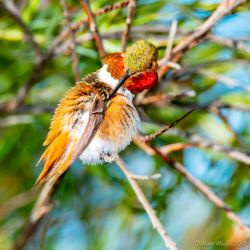 birds - 851_3607.jpg