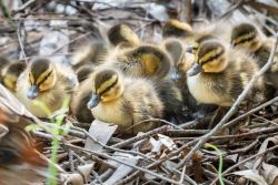 birds - 851_4299.jpg