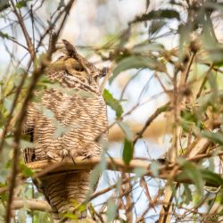 birds - 851_4333.jpg