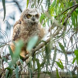 birds - 851_4453.jpg