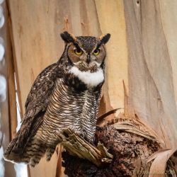 birds - 851_4487.jpg