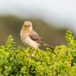 birds - 851_5030-Edit.jpg