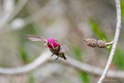 UCSC Arboretum birds - 851_5168-Edit-3.jpg