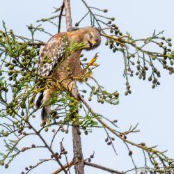 birds - 851_5202.jpg