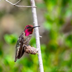 UCSC Arboretum birds - 851_5220.jpg