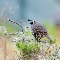 birds - 851_5348-2-Edit.jpg