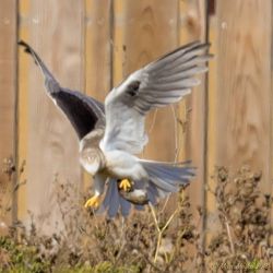birds - 8Z0A4758.jpg