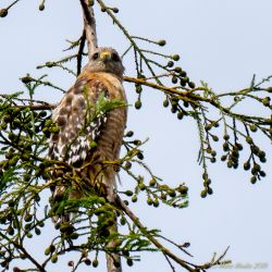 birds - DSC01092.jpg