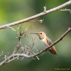 birds - DSC01126.jpg