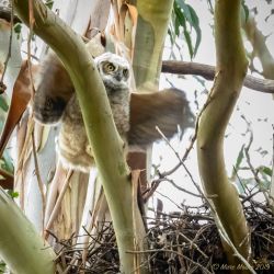 birds - DSC_2403.jpg