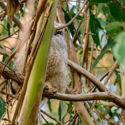 birds - DSC_2527.jpg