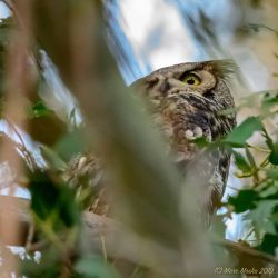 birds - DSC_2574.jpg