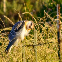 birds - DSC_3708-Edit.jpg