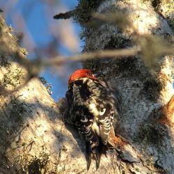 birds - IMG_1875.jpg