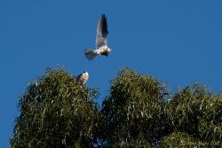 Natural Bridges State Park, Santa Cruz, CA birds - MEM_3064.jpg