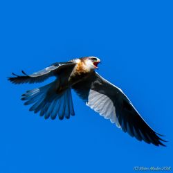 birds - MEM_3138.jpg