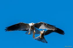 birds - MEM_3192.jpg