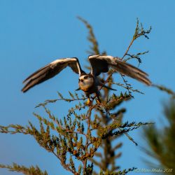 birds - MEM_3295.jpg