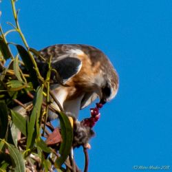 birds - MEM_3628.jpg