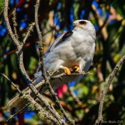 birds - MEM_4008.jpg