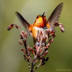 birds - P3200209.jpg