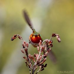 birds - P3200298.jpg