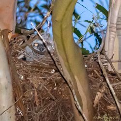 birds - P3230868.jpg
