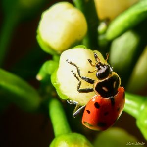 Red ladybug on Washington Navel orange bud photos - 24C5BFB0-96FB-45CF-8598-9AB84953A56F.jpg