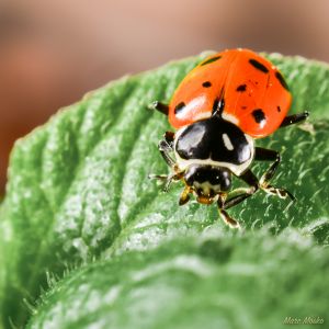 Red ladybug on leaf photos - DSC_4182.jpg
