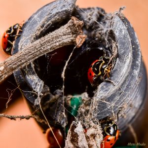 insects - DSC_4209.jpg