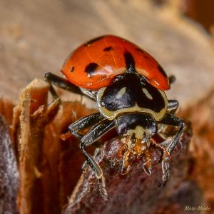 insects - DSC_4212.jpg