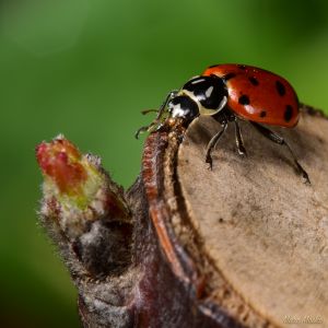 Ladybug on cut apple tree photos - DSC_4214.jpg