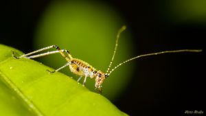 insects - DSC_4411.jpg