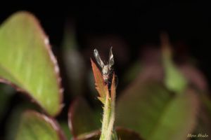 insects - DSC_5067-960x640.jpg