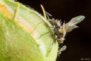 Beijing Botanical Garden (北京植物园), Beijing, China.
Nikon d750, 50mm f/1.8D with 32mm extension, SB600 off-camera flash to left, on-camera flash @ -2EV fill. photos - DSC_5078.jpg