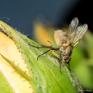 Beijing Botanical Garden (北京植物园), Beijing, China.
Nikon d750, 50mm f/1.8D with 32mm extension, SB600 off-camera flash to left, on-camera flash @ -2EV fill. photos - DSC_5081.jpg