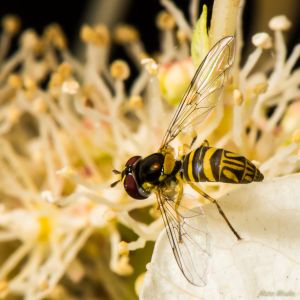 insects - DSC_7257.jpg