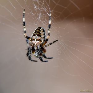 insects - DSC_7494.jpg