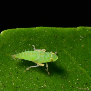 insects - DSC_7526.jpg