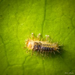 insects - DSC_7534.jpg